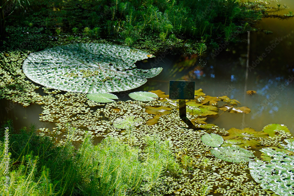 Fototapeta premium huge water lilies on a green pond
