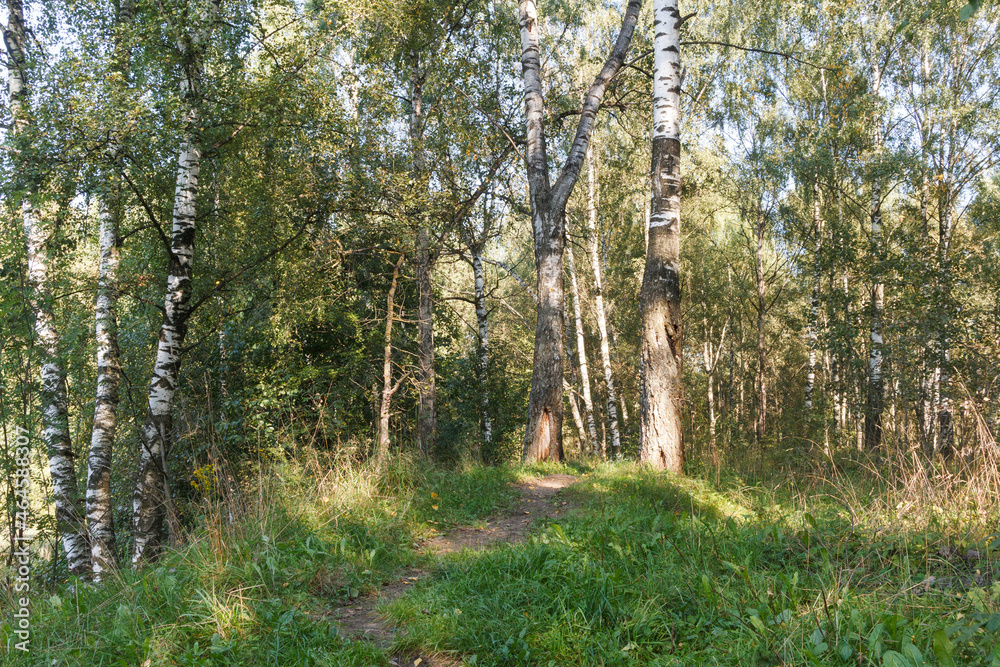 Obraz premium Early autumn in central Russia. Path in forest between birch trees. Sunny weather