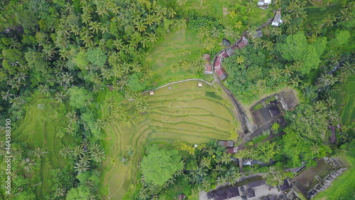 green moss lines rice fields Ubud Bali Indonesia travel explore nature adventure rote