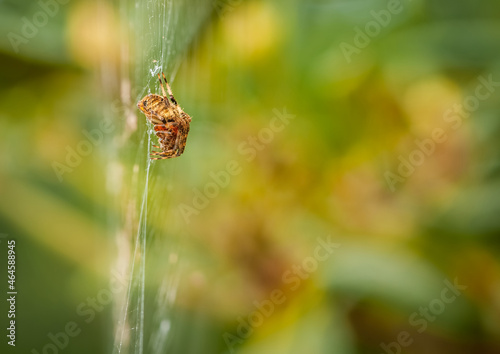 Hentz Orb-weaver hanging out photo