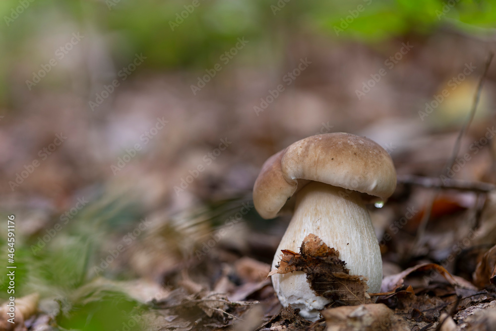 Boletaceae Boletus Leccinum in close view Boletaceae Boletus Leccinum in close view