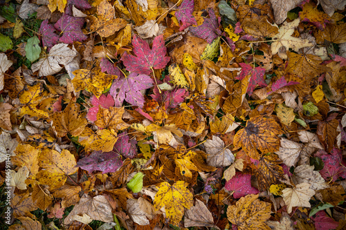 Wonderful autumn leaves in vivid colors as pattern concept for the colorful fall season.