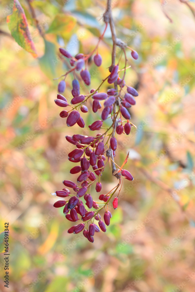 Sprig of barberry with berries in the autumn garden. Sprig of barberry with berries in the autumn garden.