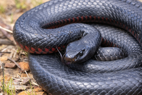 Australian Red-bellied Black Snake flickering it's tongue