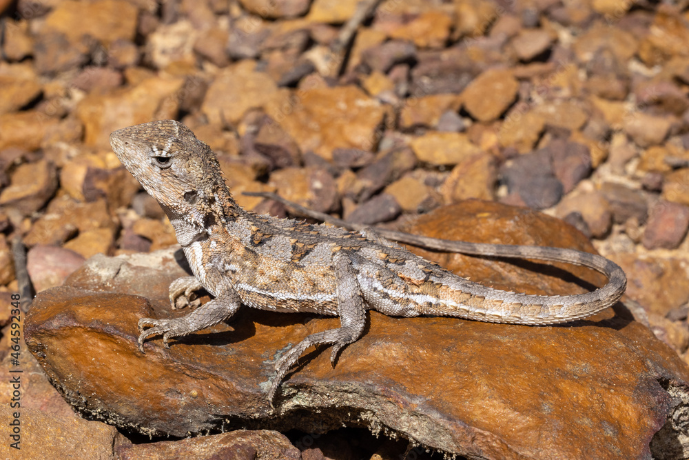 Fototapeta premium Australian Mountain Dragon basking on laterite stone