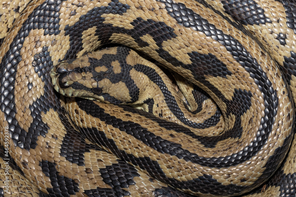 Australian Jungle Carpet Snake curled up Australian Jungle Carpet Snake curled up
