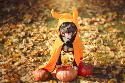 Staffordshire bull terrier dog in a carnival costume celebrates Halloween in nature