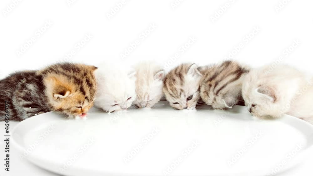 Kittens sit in a row and drink milk from a plate. Kittens lap milk