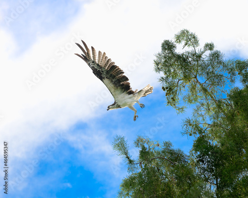 Osprey In Flight