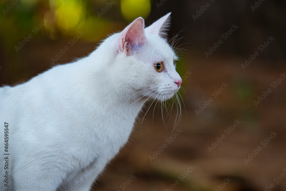White cat with a blue collar walking in the forest