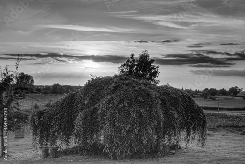 Fotografie sky, clouds and a landscape with a branchy tree