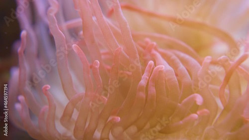 Macro footage of slowly swaying tentacles of Corkscrew tentacle sea anemone or Macrodactyla doreensis. photo