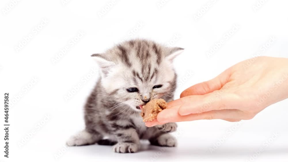 Kitten eats from the hand. The kitten learns to eat meat. Complementary