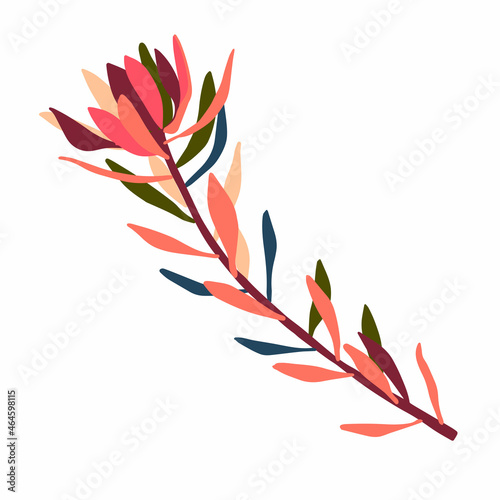 Botanical isolated design illustration of protea flowers Australian flora
