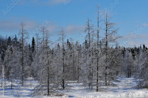 FROST COVERED TAMARACK LARCH TREES