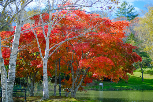 清水公園の紅葉