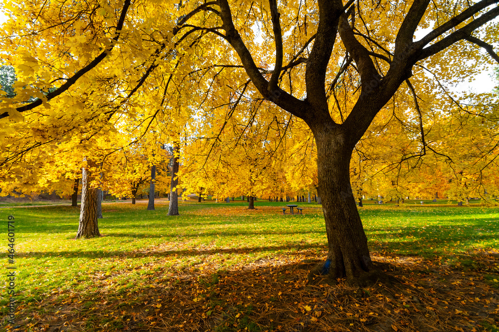 A mature chestnut tree with fall colors of yellow on the leaves during autumn at High Bridge Park in Spokane, Washington, USA. A mature chestnut tree with fall colors of yellow on the leaves during autumn at High Bridge Park in Spokane, Washington, USA.