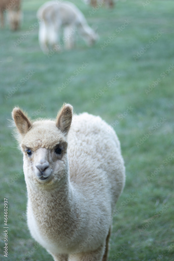 Llama baby