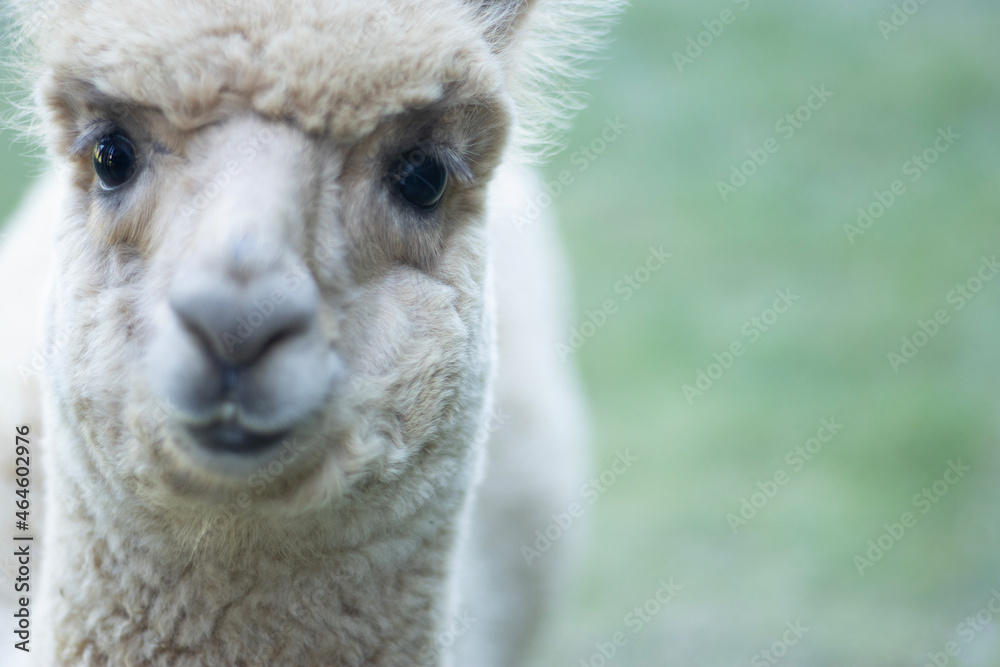 Llama baby closeup