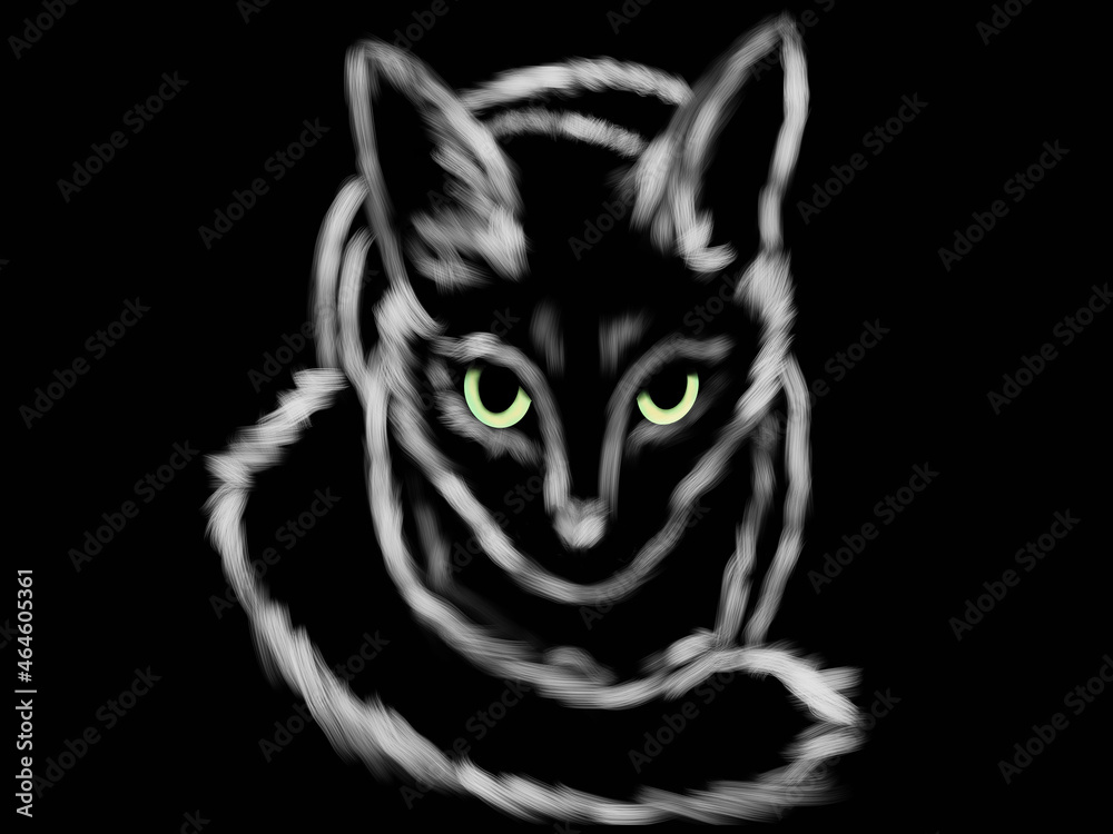 black and white cat black and white cat