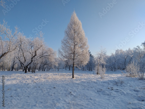 Plants covered with snow, Omsk region, Russia