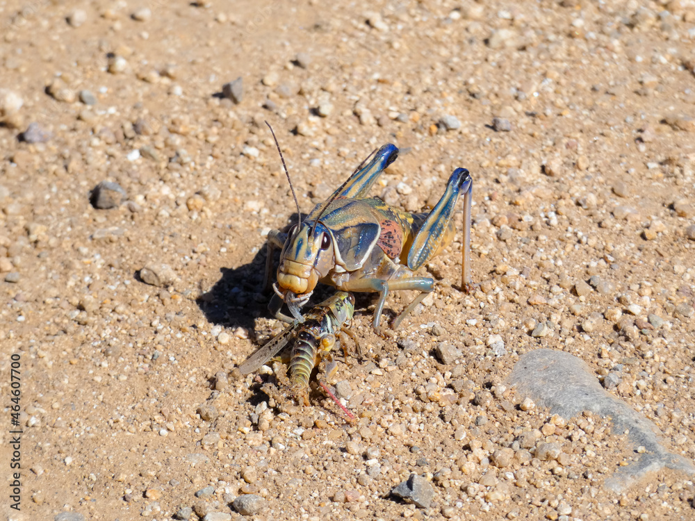 close up of a grasshopper close up of a grasshopper
