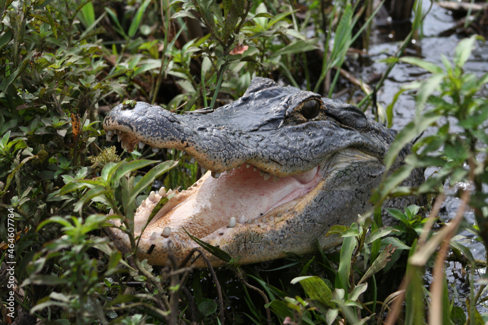Fototapeta premium Wild alligator in the Florida everglades with mouth open