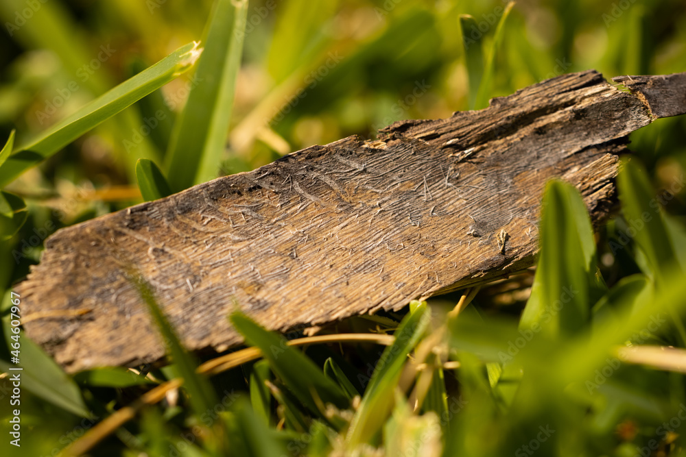 a bark on the grass a bark on the grass