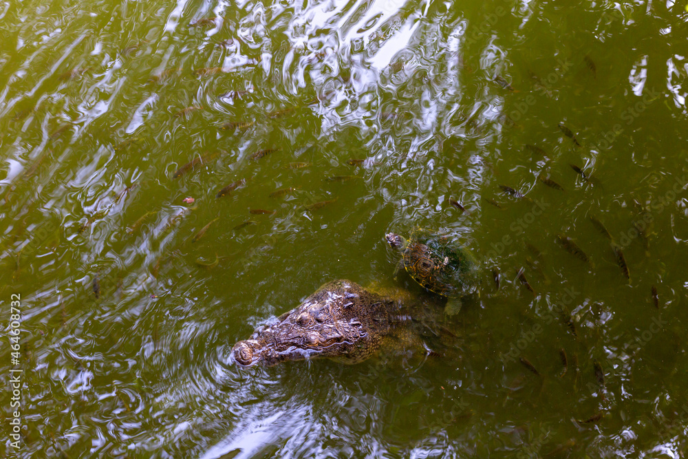 Tête de crocodile en dehors de l’eau calme à teinte verte avec des tortues et des poissons Tête de crocodile en dehors de l’eau calme à teinte verte avec des tortues et des poissons