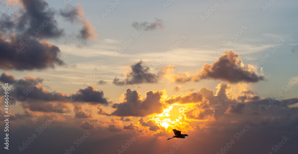 oiseau en train de voler au dessus de l'océan lors d'un lever de soleil avec ciel orangé