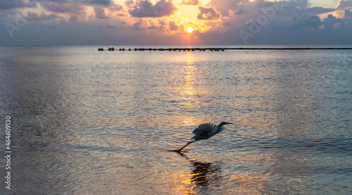 oiseau en train de prendre son envol au dessus de l'océan lors d'un lever de soleil avec nuages dans le ciel