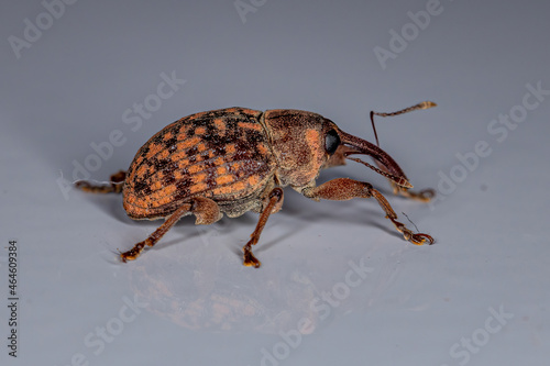 Adult True Weevil photo