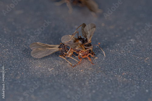 Small Adult Fungus-growing Ants photo