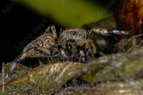 Adult Female Yellow Jumping spider photo