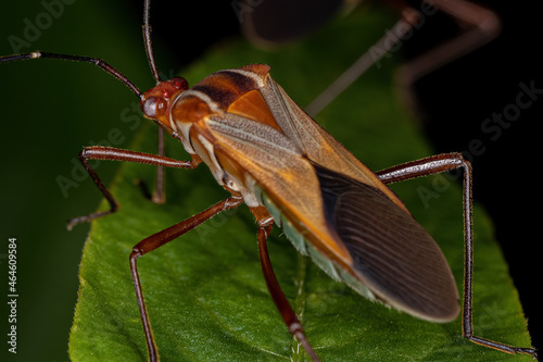 Adult Leaf-footed Bug photo