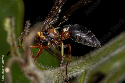 Adult Potter Wasp photo