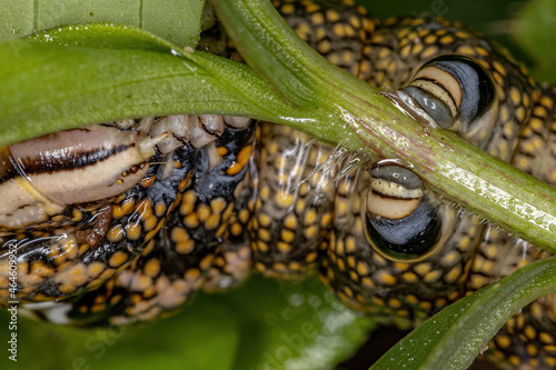 Macroglossine Sphinx Moth Caterpillar photo