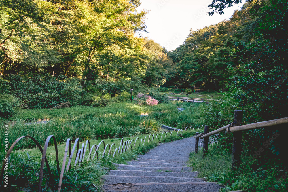 Gardens, forest, walking trails (paths) at Meiji Jingu inner garden in Yoyogi Park, Tokyo, Japan