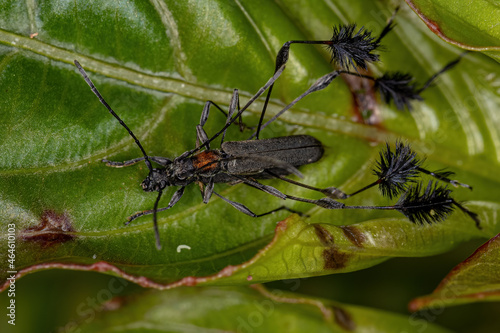 Typical Longhorn Beetles photo