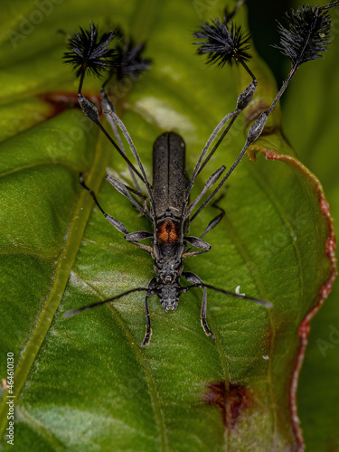 Typical Longhorn Beetles photo