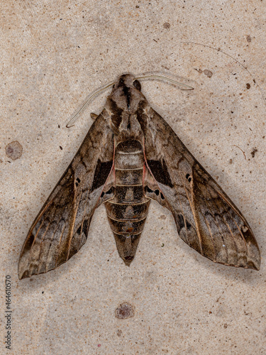 Dead Adult Macroglossine Sphinx Moth photo