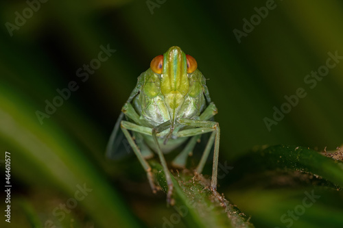 Adult Green Planthopper Insect photo