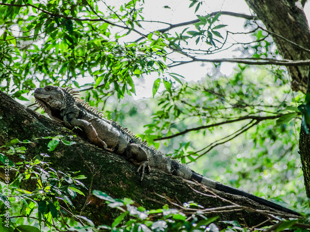Iguana