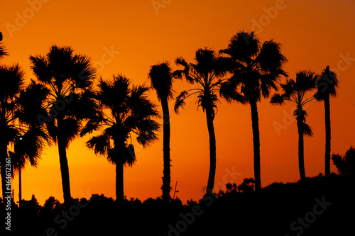 Sunset with tree silhouette