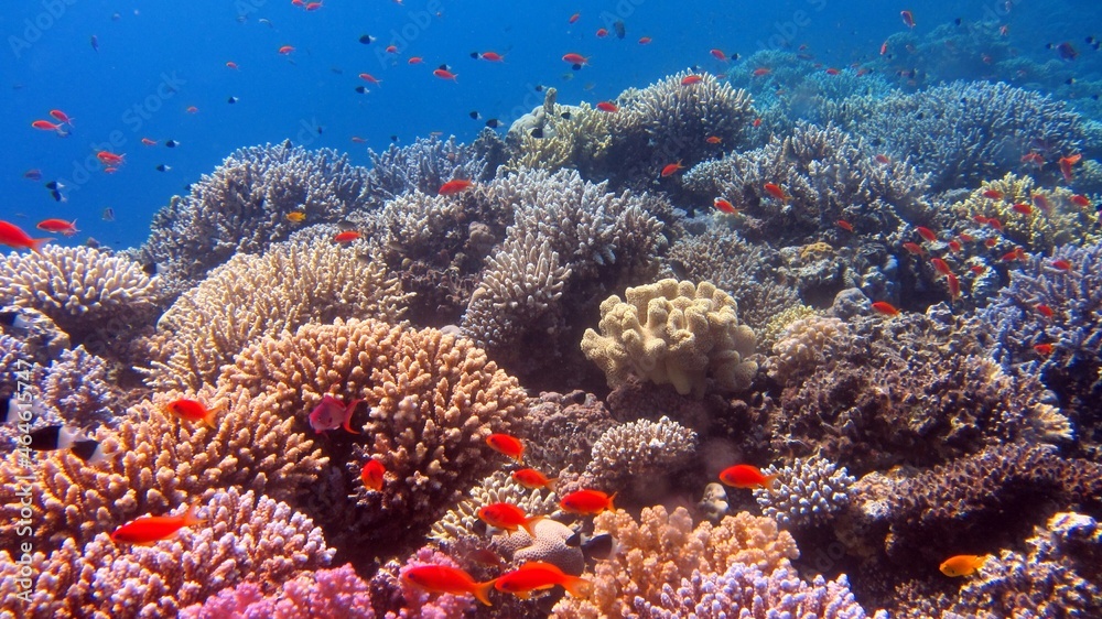 Obraz premium coral reef