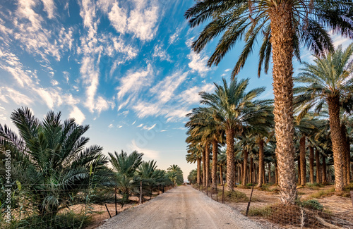 Gravel road among plantations of date palms intended for healthy food production. Dates agriculture is rapidly developing industry in desert areas of the Middle East