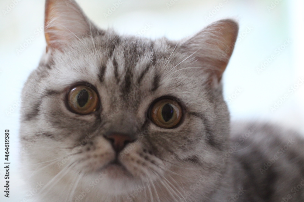 Miku British Cat Miku British Cat