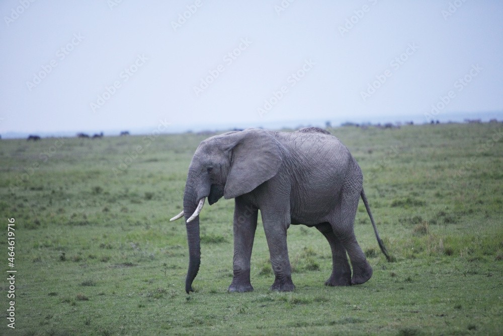 Obraz premium アフリカマサイの像