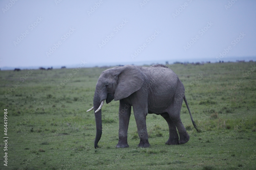 Obraz premium アフリカマサイの像