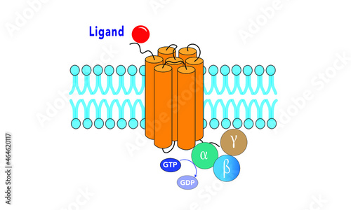  G protein-coupled receptors (GPCR)